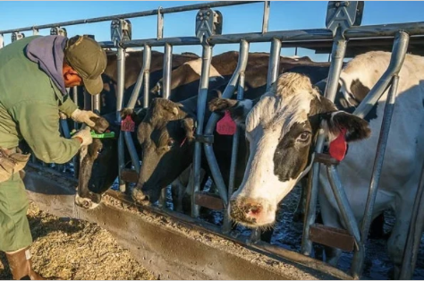 RFID牛標(biāo)ç-?